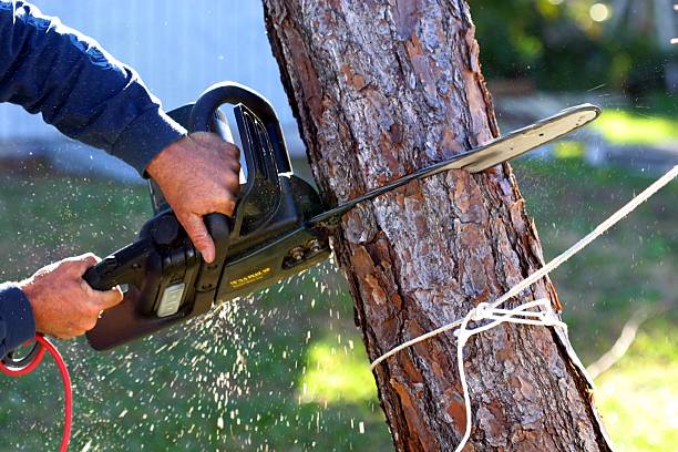 Trusted Princes Lakes, IN Tree Removal Services Experts