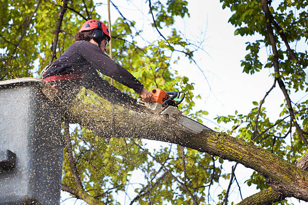 Best Residential Tree Removal  in Prces Lakes, IN