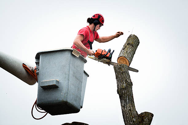 Best Residential Tree Removal  in Prces Lakes, IN