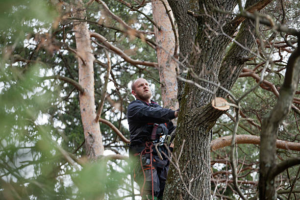 How Our Tree Care Process Works  in  Princes Lakes, IN